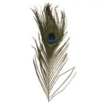 RAYHER PEACOCKS FEATHERS 25CM 3PCS
