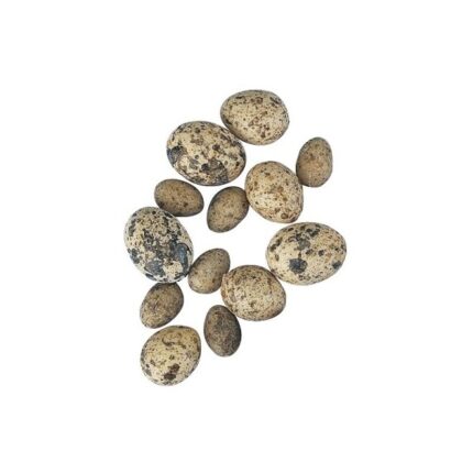 RAYHER PLASTIC BIRD EGGS 1.5-2.5CM 14PCS SPOTTY