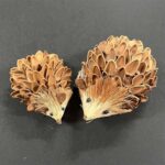 RAYHER WOODEN HEDGEHOG 2PCS 7+9CM