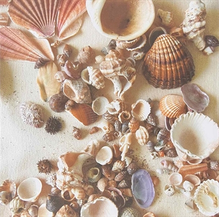 R81877000.jpg RAYHER SCRAPBOOK CARD 30.5X30.5CM BEACH SHELLS - Image 1
