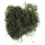 RAYHER JUNGLE MOSS 20G GREEN