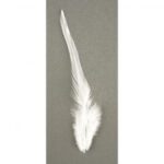 RAYHER TRENDY FEATHER 10-15CM 2G WHITE