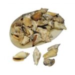 RAYHER NATURAL POINTED SEA SHELLS