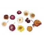 RAYHER STRAWFLOWERS 10G ASSORTED