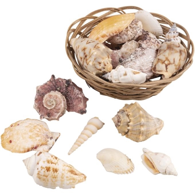 R85495000.jpg RAYHER DECORATIVE NATURAL SHELLS IN BASKET D.10.5CM ASSORTED - Image 1
