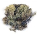 ICELANDIC MOSS NATURAL 30G